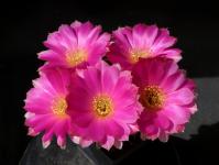 Thumbnail of 1721_Lobivia Hybride Savitha_20150530_01(1).JPG